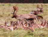 Guided Walk - Deer herd in Dyrham Park